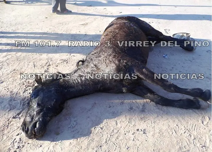 Virrey del Pino: Repudio a vecino que mató a golpes a yegua preñada 
