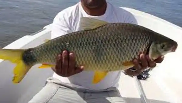 En febrero se viene la 28ª edición de la Fiesta Nacional Pesca de la Boga