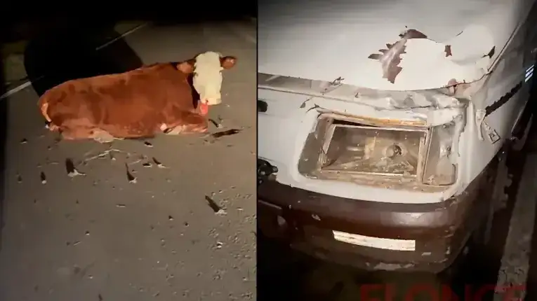 Una banda chamamecera entrerriana chocó contra un animal en la ruta