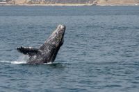 Es físicamente imposible que una ballena jorobada se trague a una persona