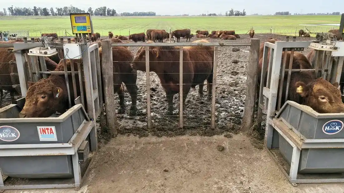Más kilos por animal: el cambio que impulsa la nueva ganadería argentina