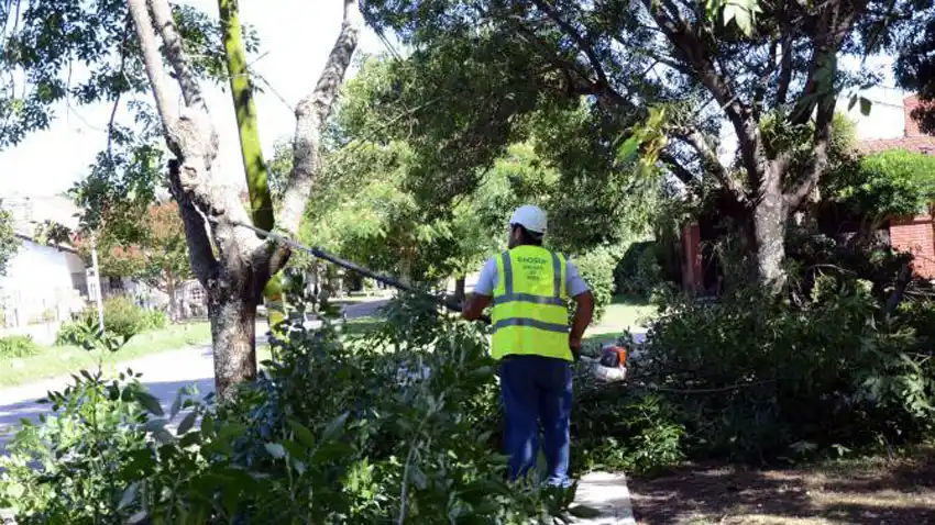 El Emsur, contra la poda indiscriminada: “Es vergonzoso e irresponsable”