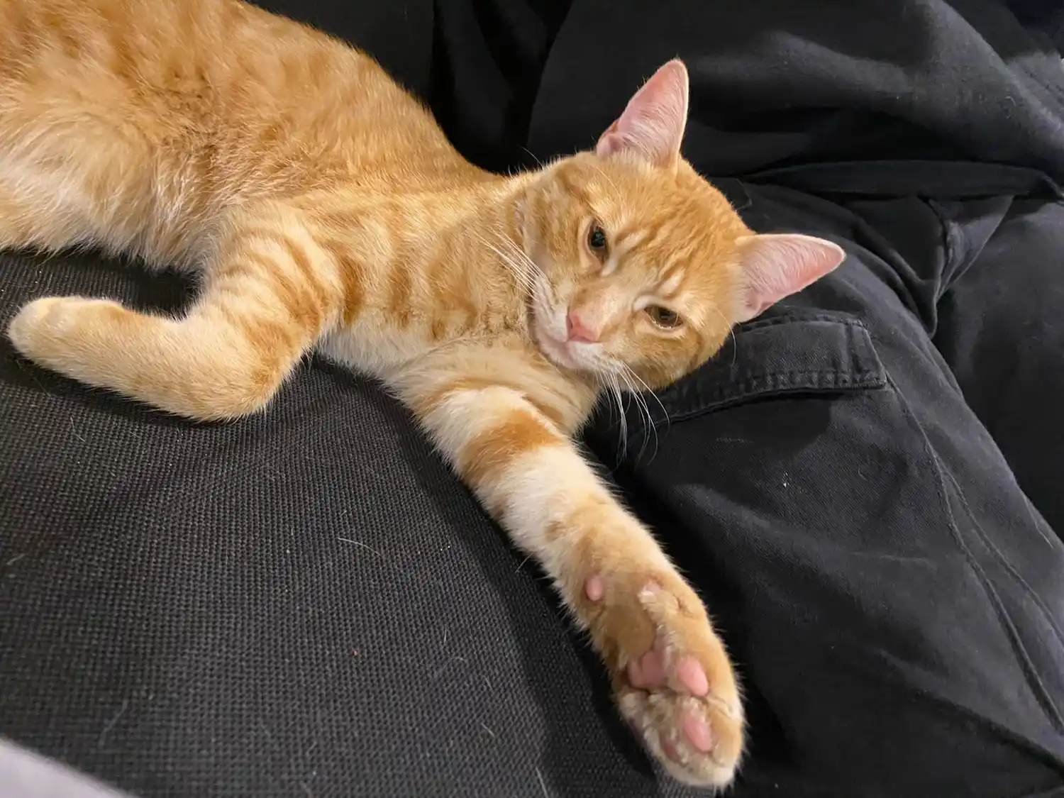 Buscan al pequeño Roni