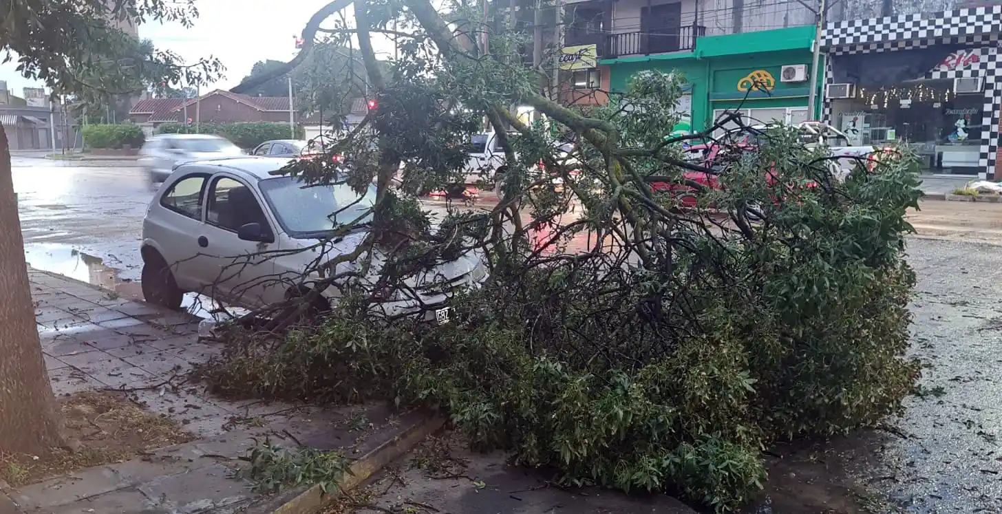 Cortes de luz y caídas de árboles
