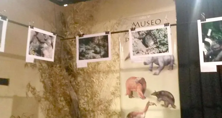 Descubrimiento y actividades en el Paleontológico