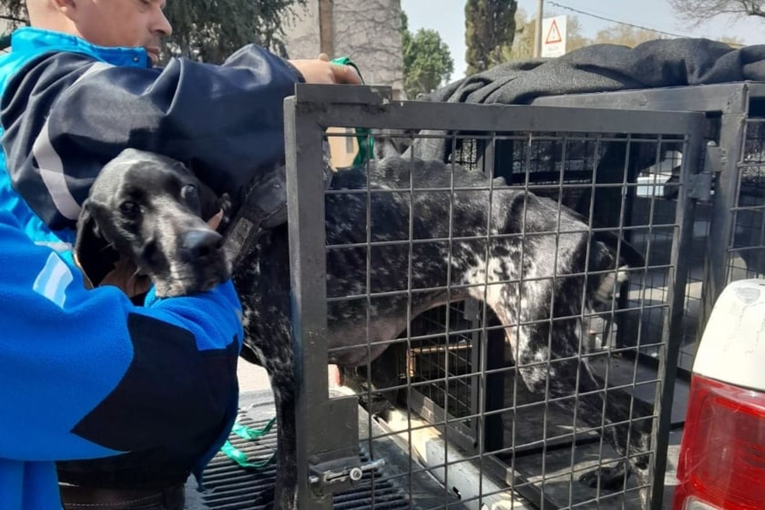 Rescataron a un perro en extrema desnutrición abandonado en barrio Echesortu