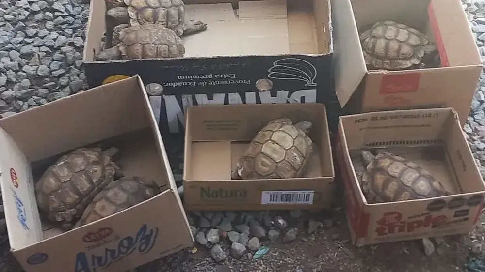 En el operativo se secuestraron diez aves y once tortugas.