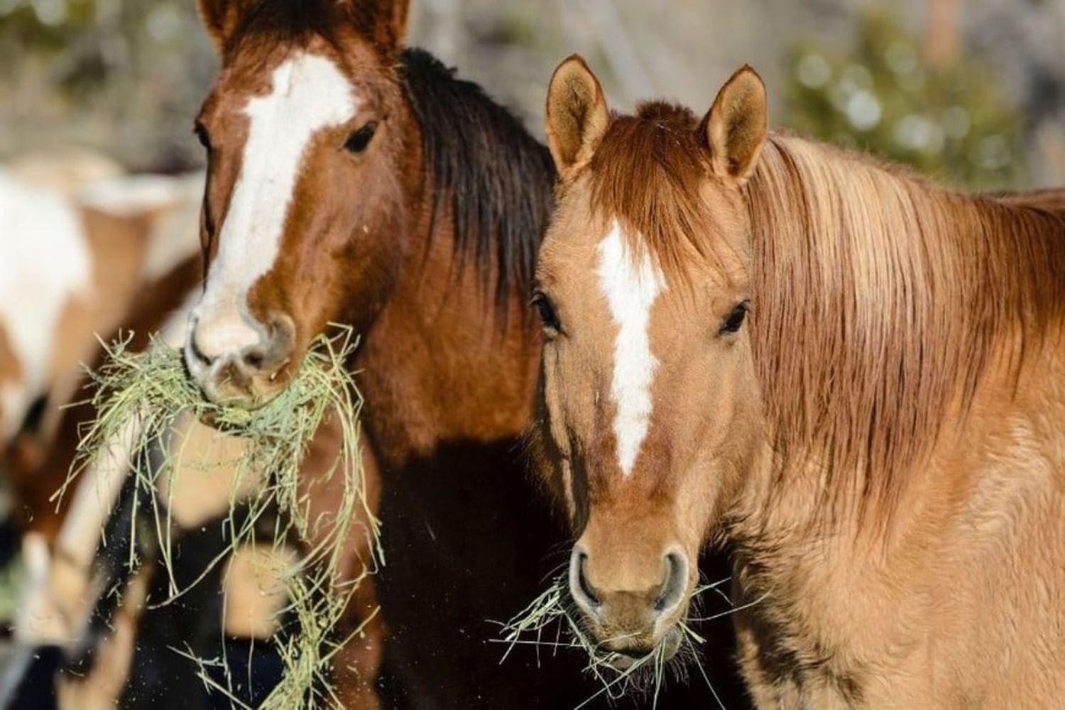 Se detectaron brotes de Encefalomielitis Equinas en varias provincias.