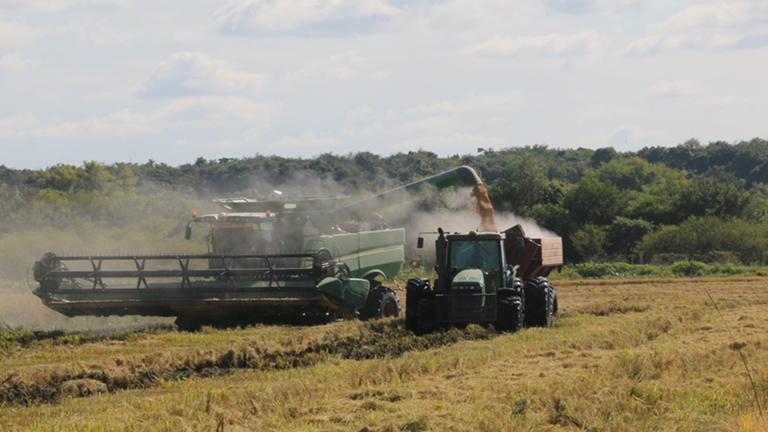 Preocupación en el sector arrocero entrerriano: “Con los números actuales trabajamos a pérdida”, advierte Challio