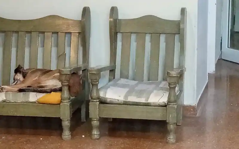 Reclamos por animales en el Hospital: “La solución sería que alguien los adopte”