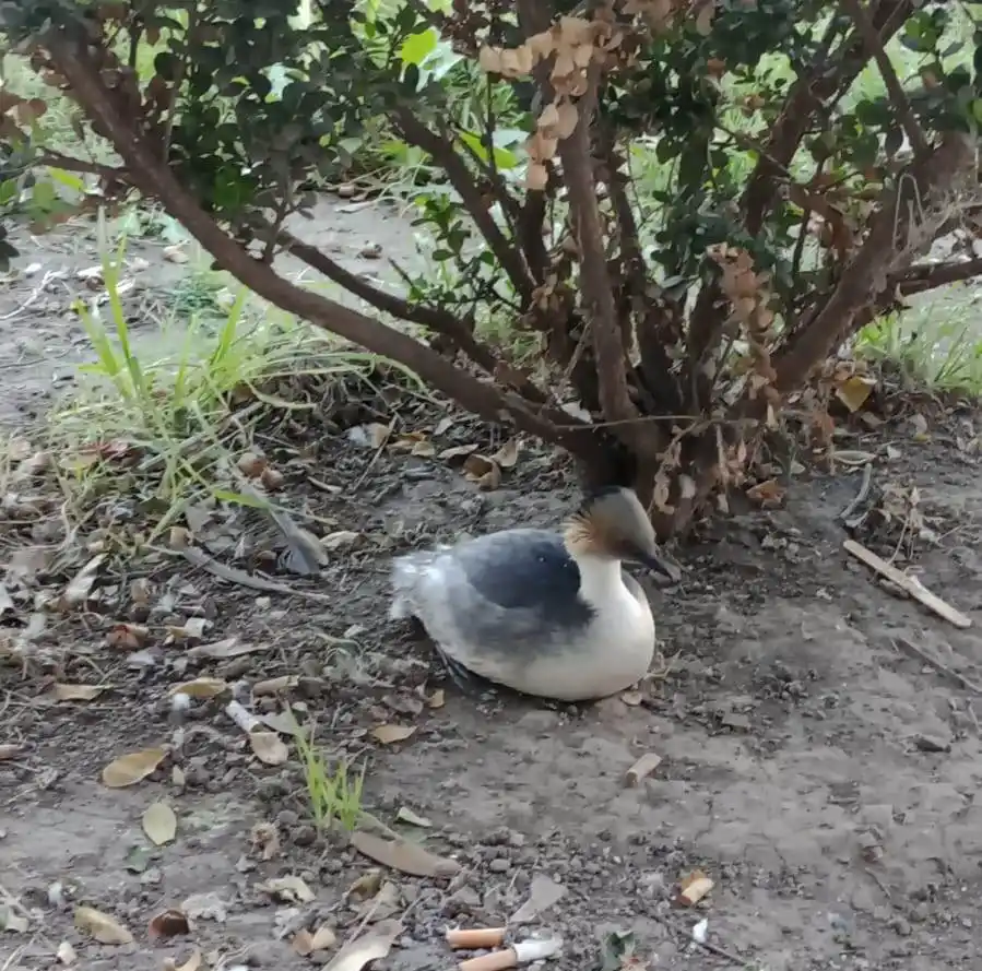 El macá tobiano rescatado