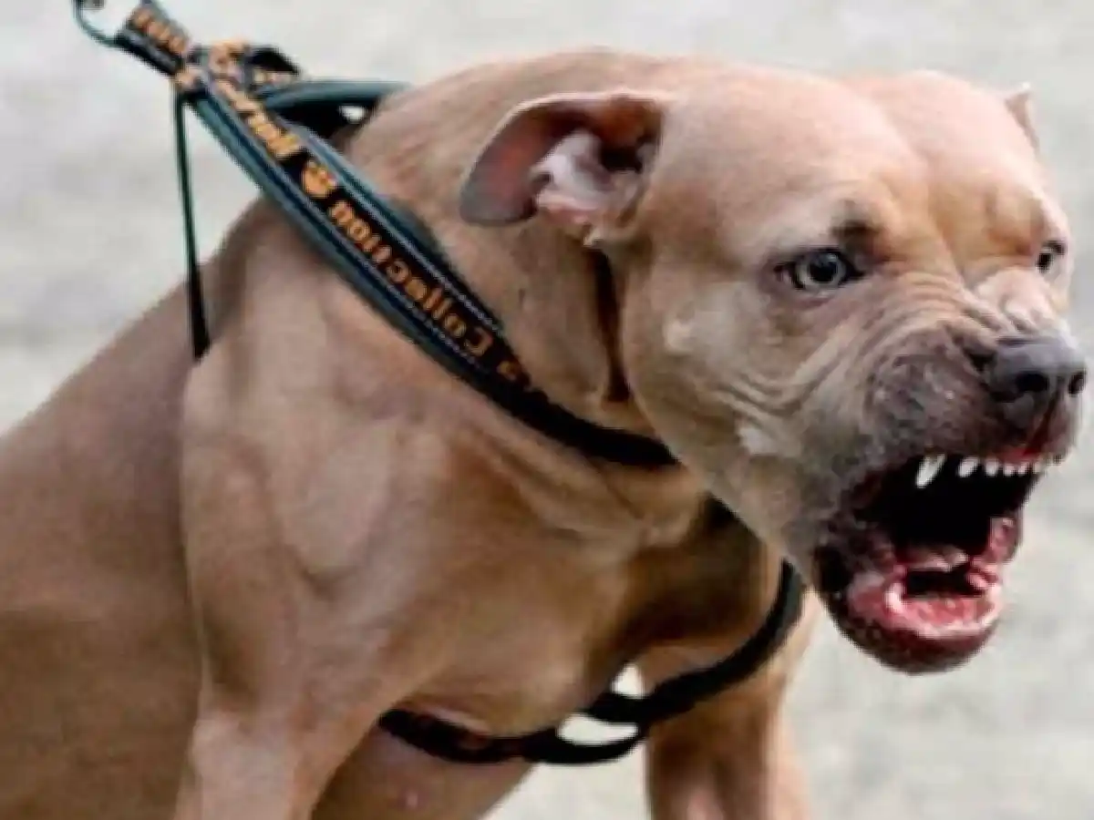 Un pitbull mató a un joven que sufrió un ataque de epilepsia