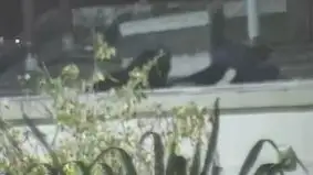 Captura de video de cámara de seguridad del domo que permitió detectar a los sospechosos.