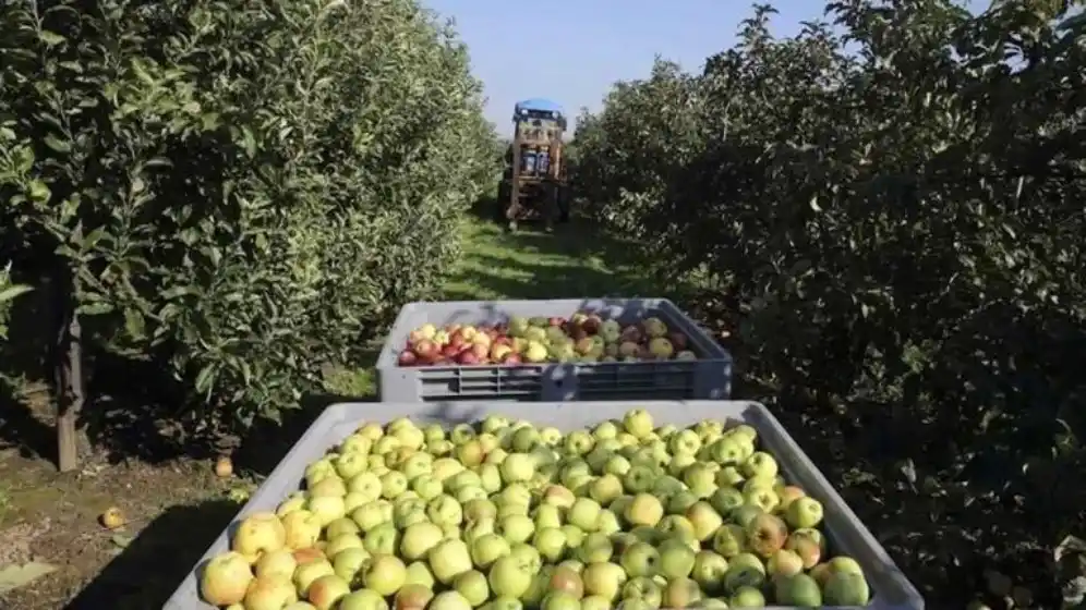Bajan a cero retenciones para economías regionales, pero suben para la soja