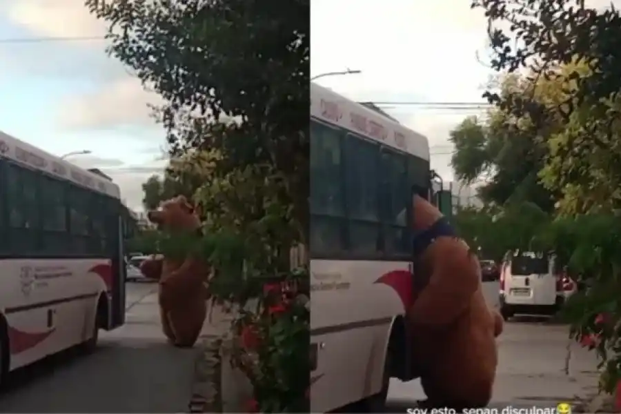Viralazo | Un hombre disfrazado de oso intentó subirse a un "bondi" en Mar del Plata 