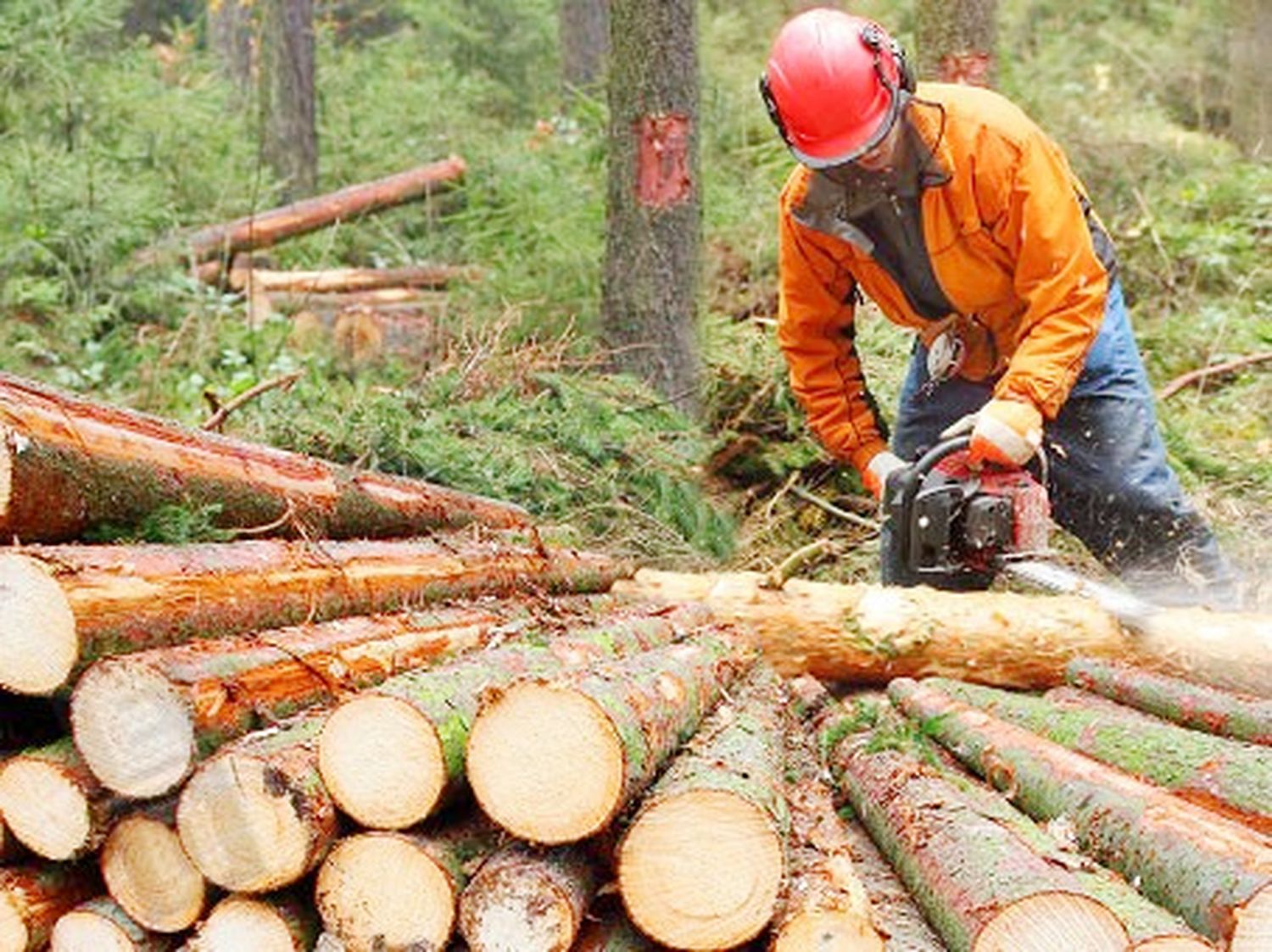 Jornadas de prevención en el trabajo forestal