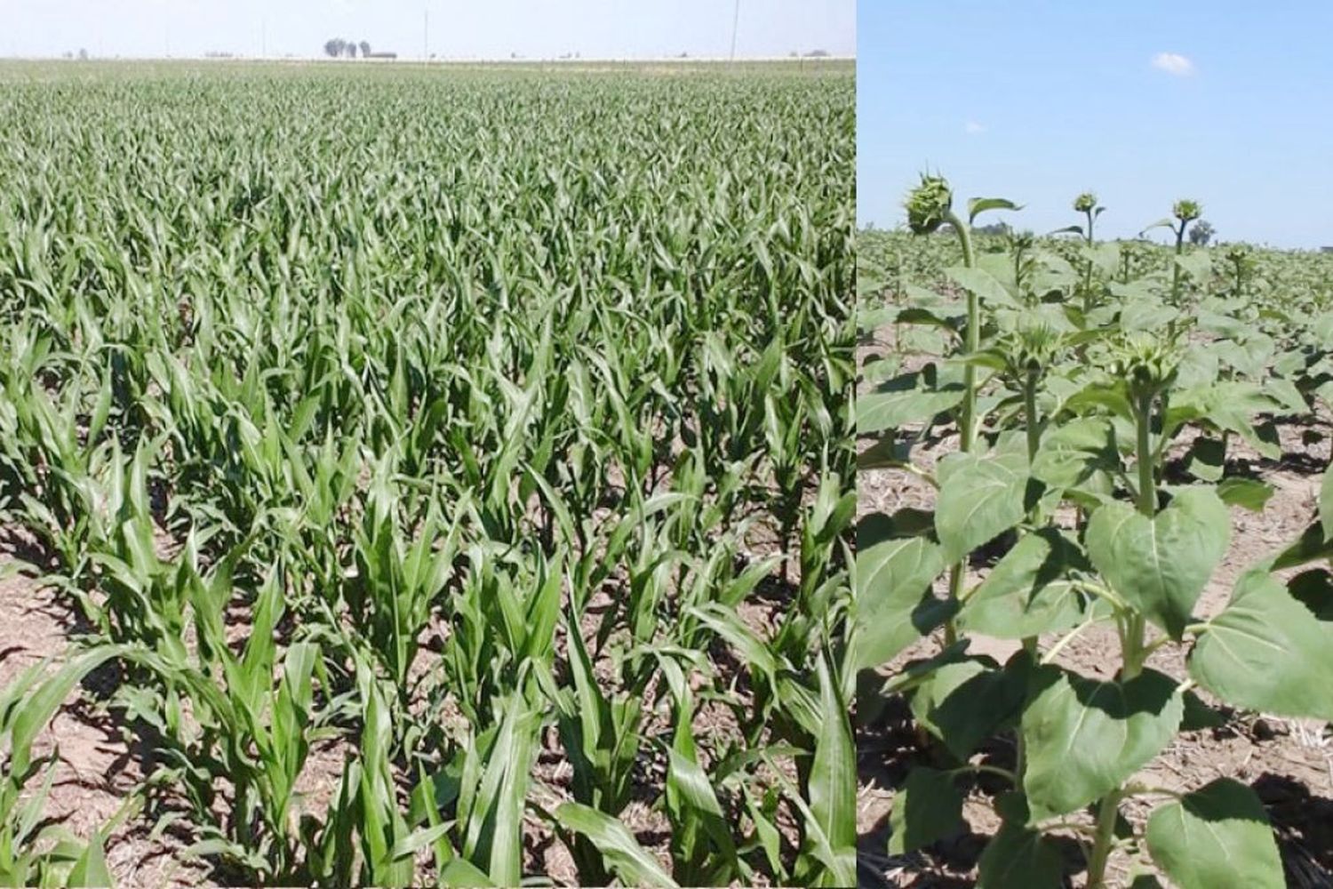 Buen desarrollo en maíz y girasol