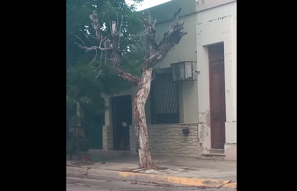 #ReporteCiudadano: Árbol a punto de caer