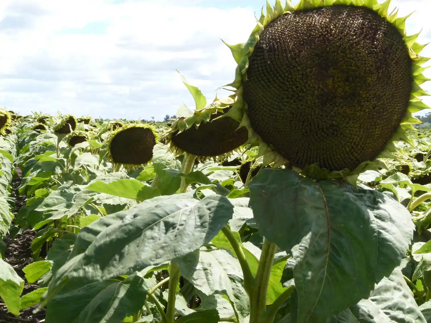 Se remató la tonelada el primer lote de girasol de la campaña 2021/22