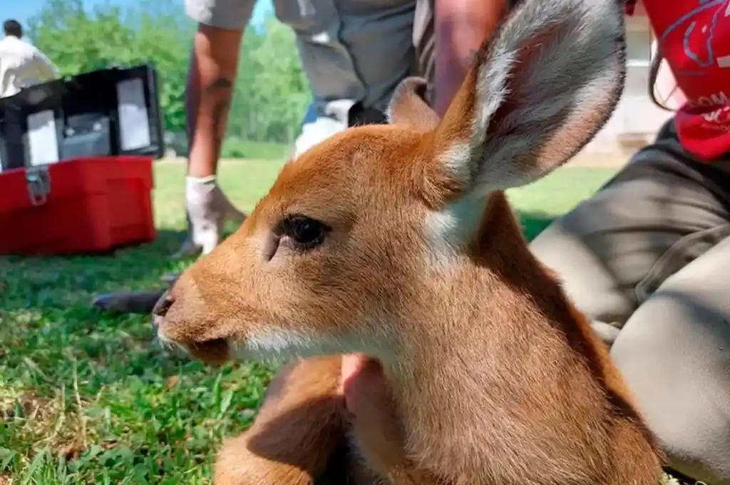 Cada 3 de marzo, se celebra el Día Mundial de la Vida Silvestre