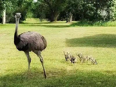 Nacieron charitos de ñandú en la Reserva Natural Las Piedras
