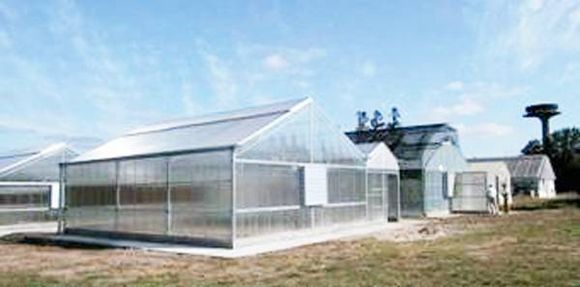 DIAGN�STICO DE PSOROSIS A PLANTAS MADRES SEMILLERAS CÍTRICAS