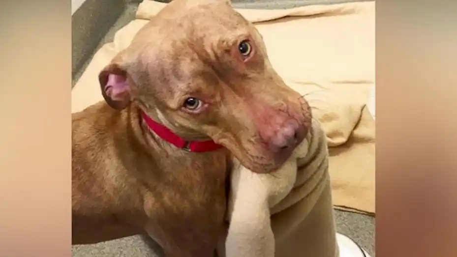 El video tierno de ElDía