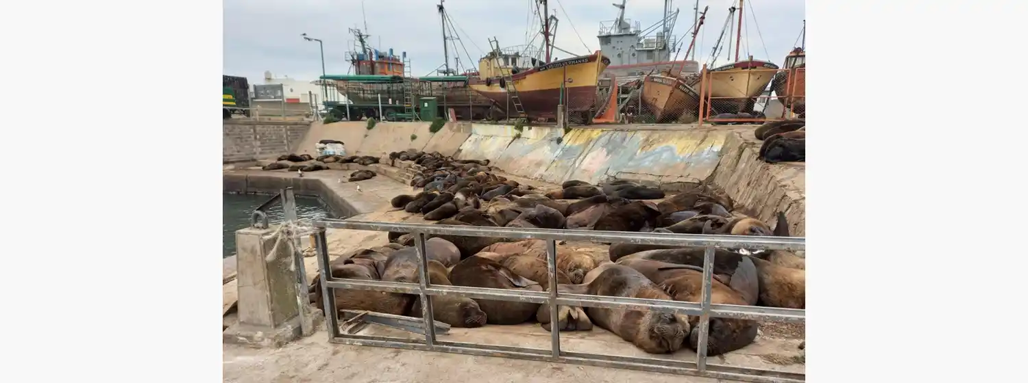 Denuncian una "enorme toxicidad" en las aguas del Puerto de Mar del Plata
