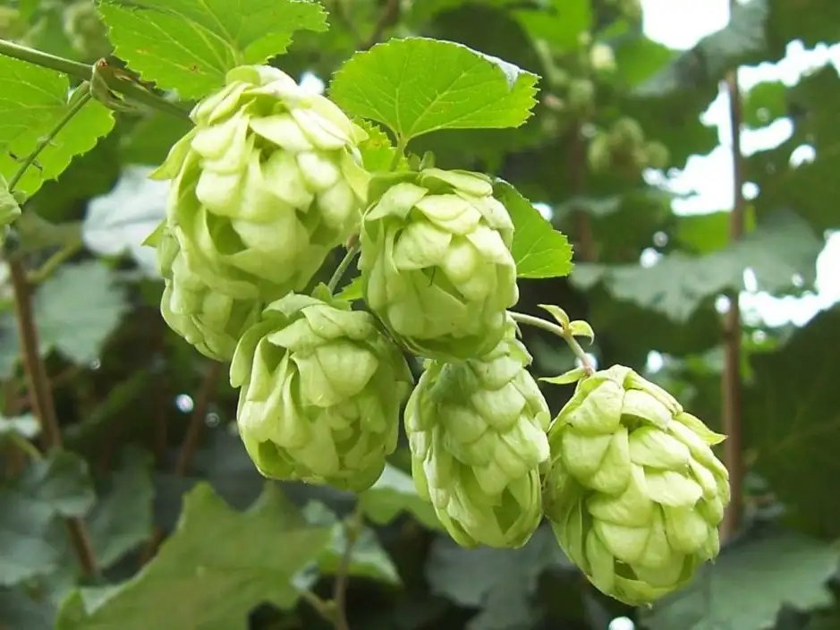 El primer registro de su cultivo data del año 736 en Alemania, aunque su uso en la elaboración de cerveza se documenta formalmente en 1079.