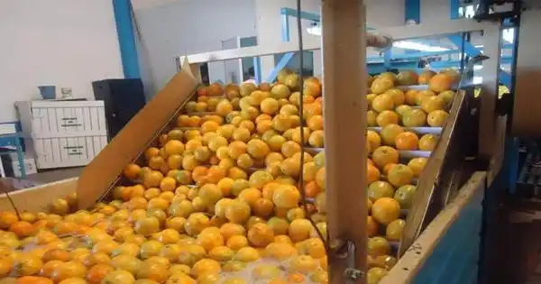 Citriculturistas entrerrianos afirman que “no pueden soportar un 15% de retenciones”