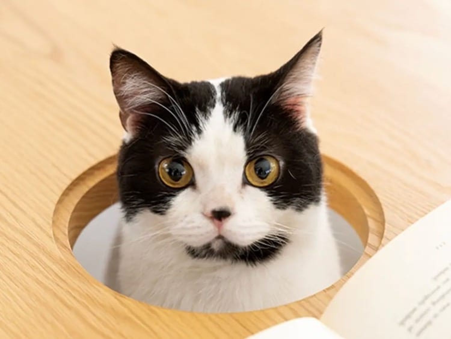 Gato mesa