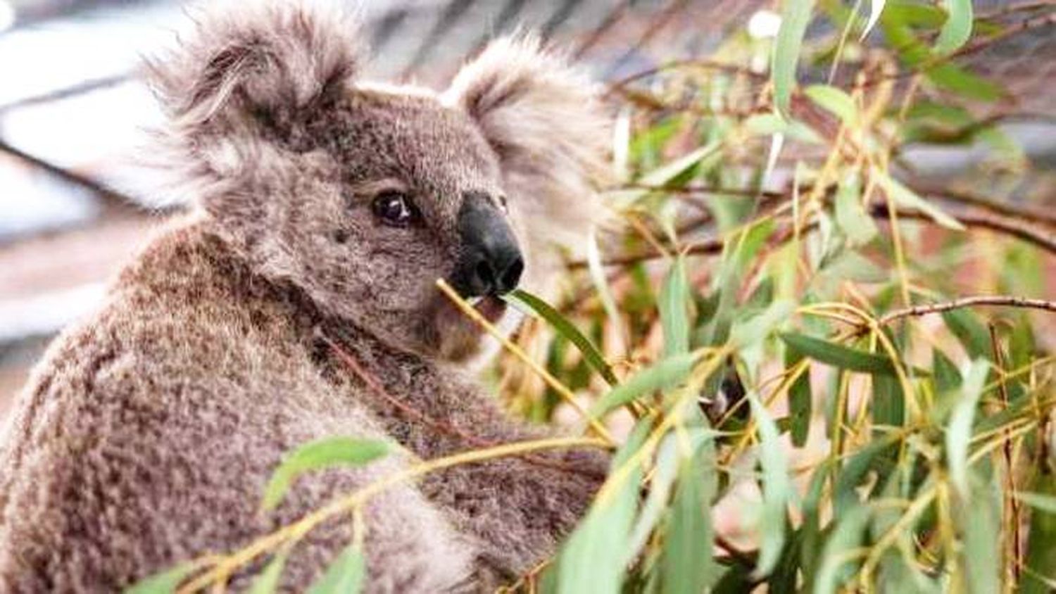 Australia  investiga la  matanza de  más de 40  koalas en una  tala  de eucaliptos