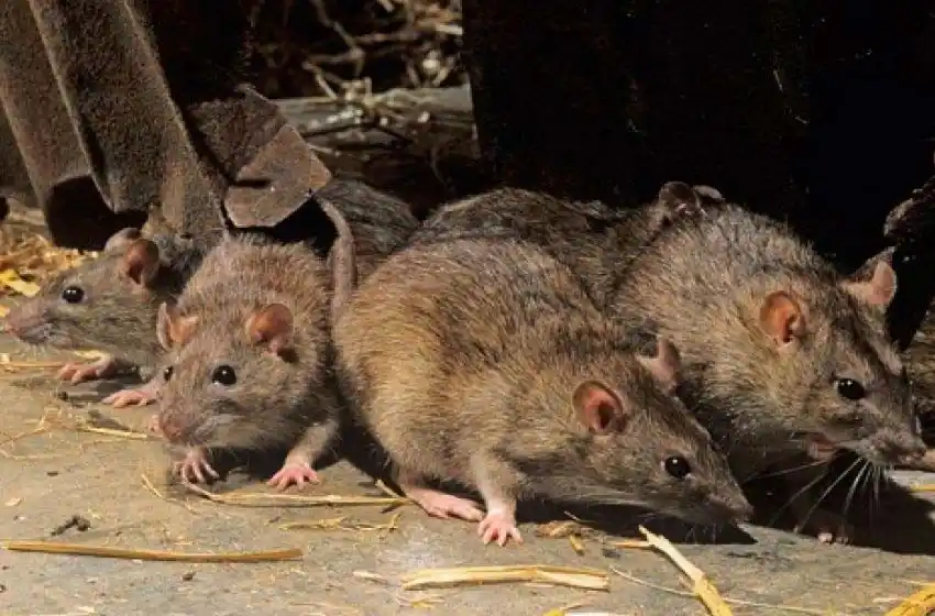 Un joven de 22 años se contagió de hantavirus en Bariloche