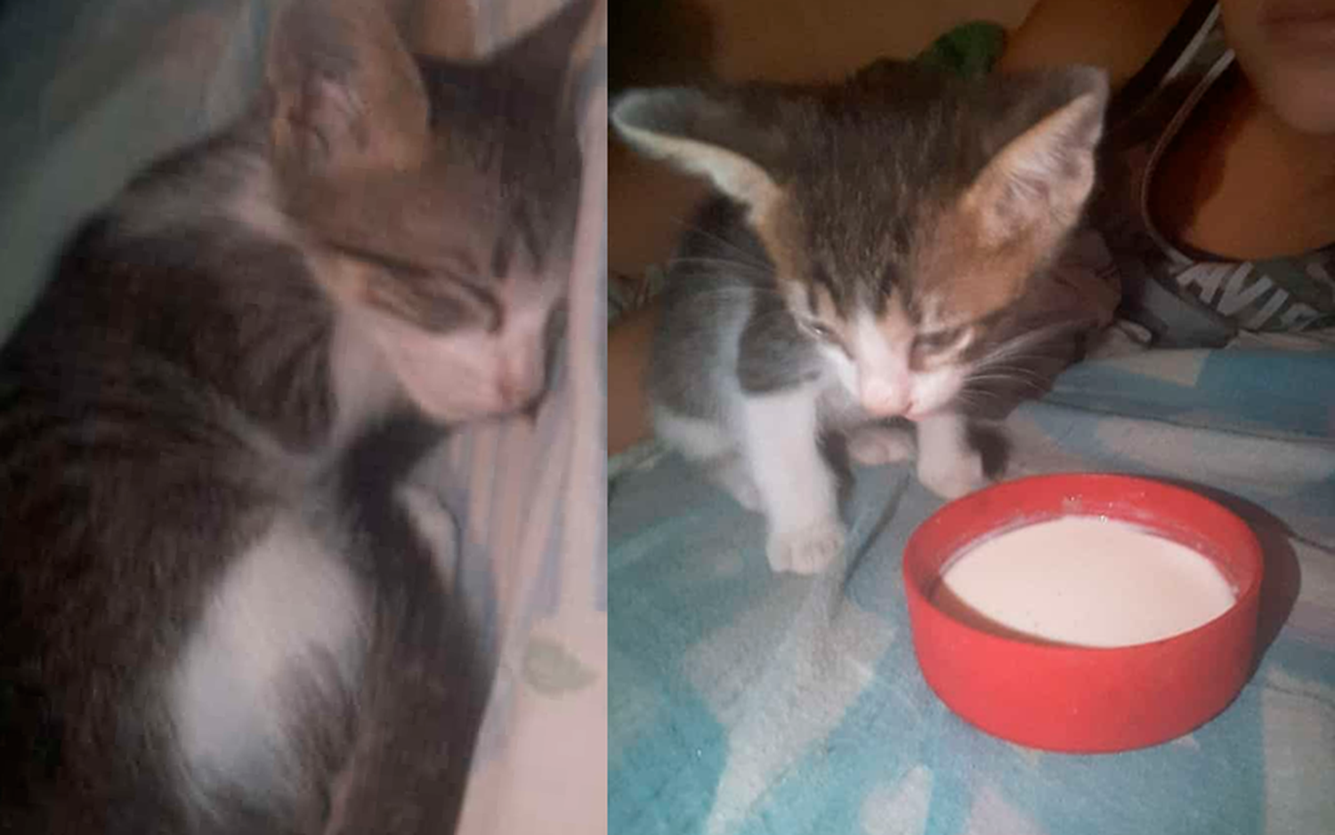 Buscan a este gatito
