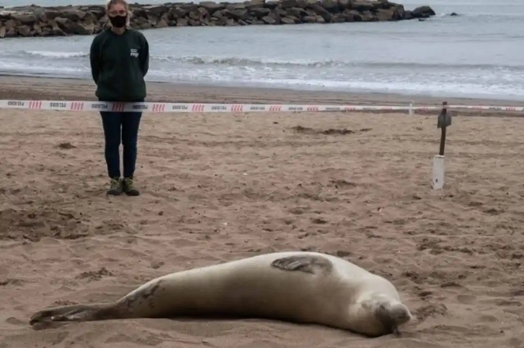 Apareció en Mar del Plata una foca que suele encontrarse en aguas antárticas