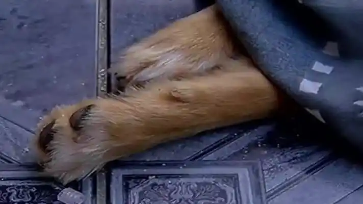 SIN PIEDAD un hombre mató al perro de su vecina de un palazo en la cabeza