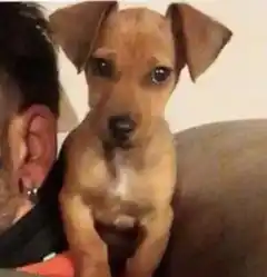 Ofrecen recompensa para recuperar a un perro robado