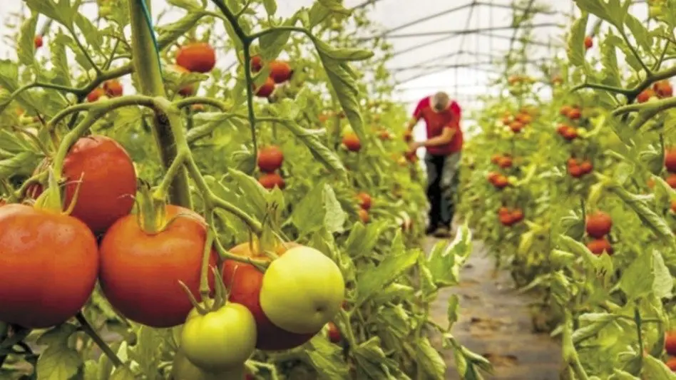 Frutihortícolas: "Si hubiera más producción, el precio estaría bajo"
