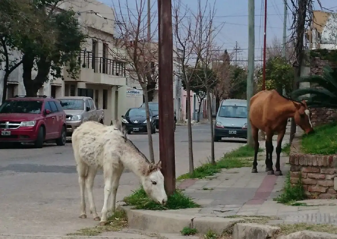 Caballos sueltos en la ciudad, un problema sin visos de solución