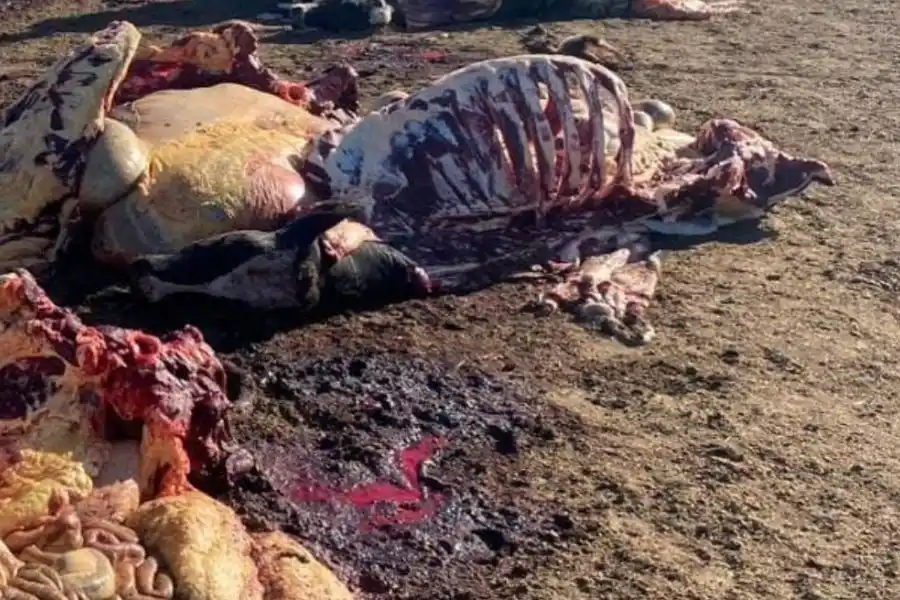 Le carnearon la mitad de las vacas y se robaron toda la instalación del tambo en la región