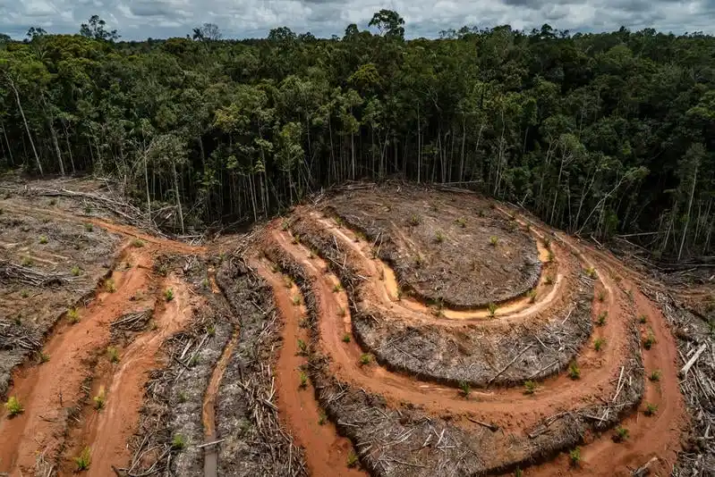 La Tierra perdió un área de selva tropical virgen equivalente a un campo de fútbol cada 5 segundos en 2022