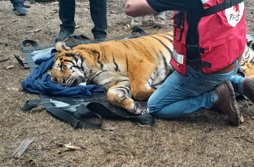 La Policía Federal de Mar del Plata rescató dos tigres de Bengala
