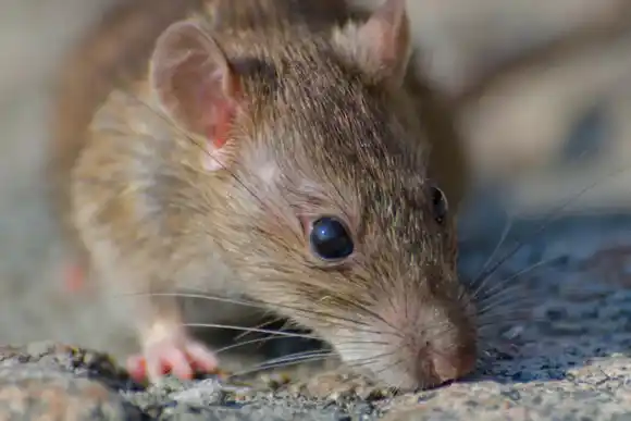 Confirman un caso fatal de leptospirosis en Ensenada y se activan los protocolos sanitarios