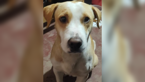 Encontraron a este perrito en Plaza Belgrano
