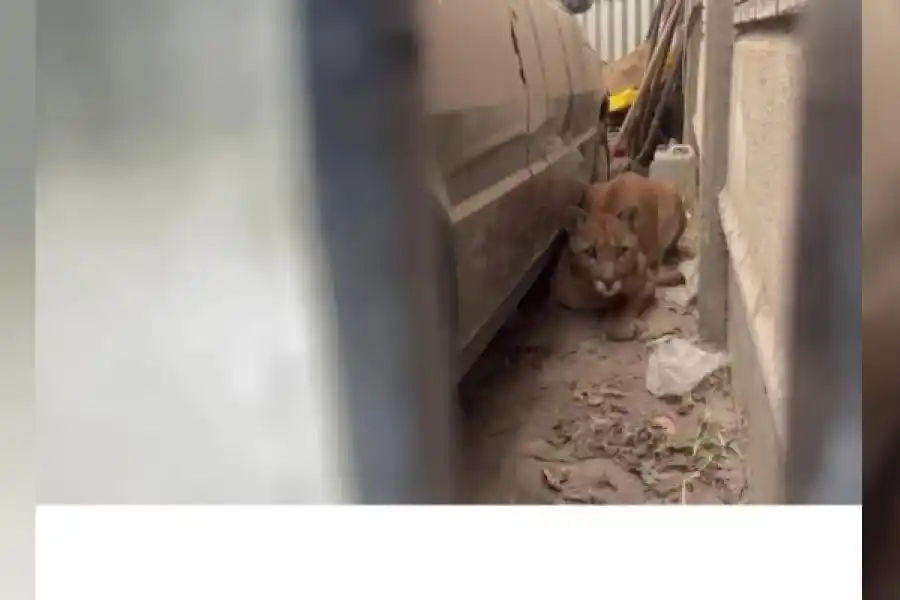 ¡Que susto! Salió al patio de su casa a buscar papas y se encontró cara a cara con un puma
