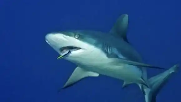 ¡EL COLMO de la contaminación! Encuentran rastros de cocaína en pequeños tiburones en las costas de Río de Janeiro