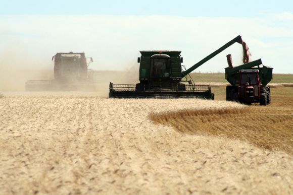 ¿Cuál es el margen bruto del trigo 2023 en un campo de la zona?
