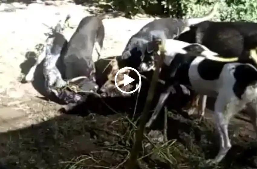 Encerrados en un patio, desaforados y asesinos: perros se matan entre sí y devoran sus cadáveres