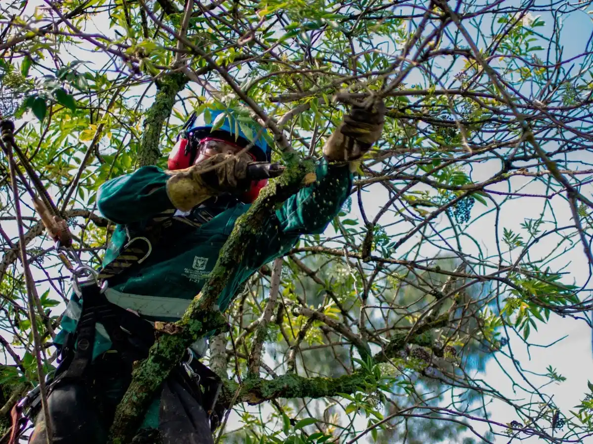 Residuos de poda en Pueblo Belgrano: De qué se trata la ordenanza que está vigente