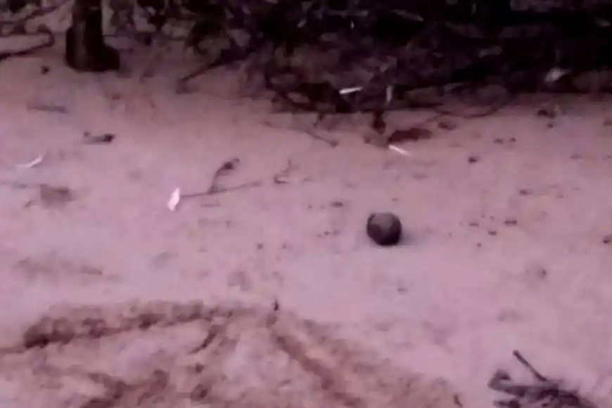 Una guardavida encontró una granada con carga explosiva en una playa entrerriana